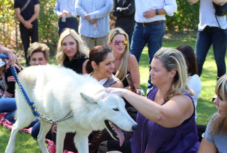 Wolf_3_760x512 - Sacred Journey Recovery