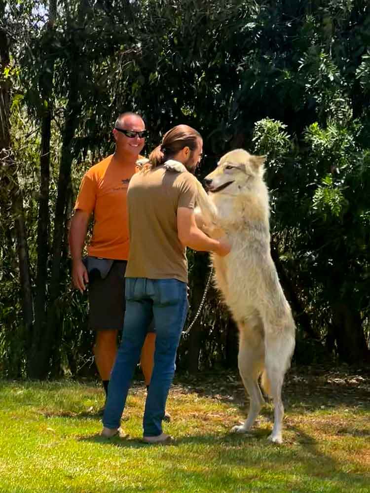 Therapies 7 sj wolf therapy 1 Therapies