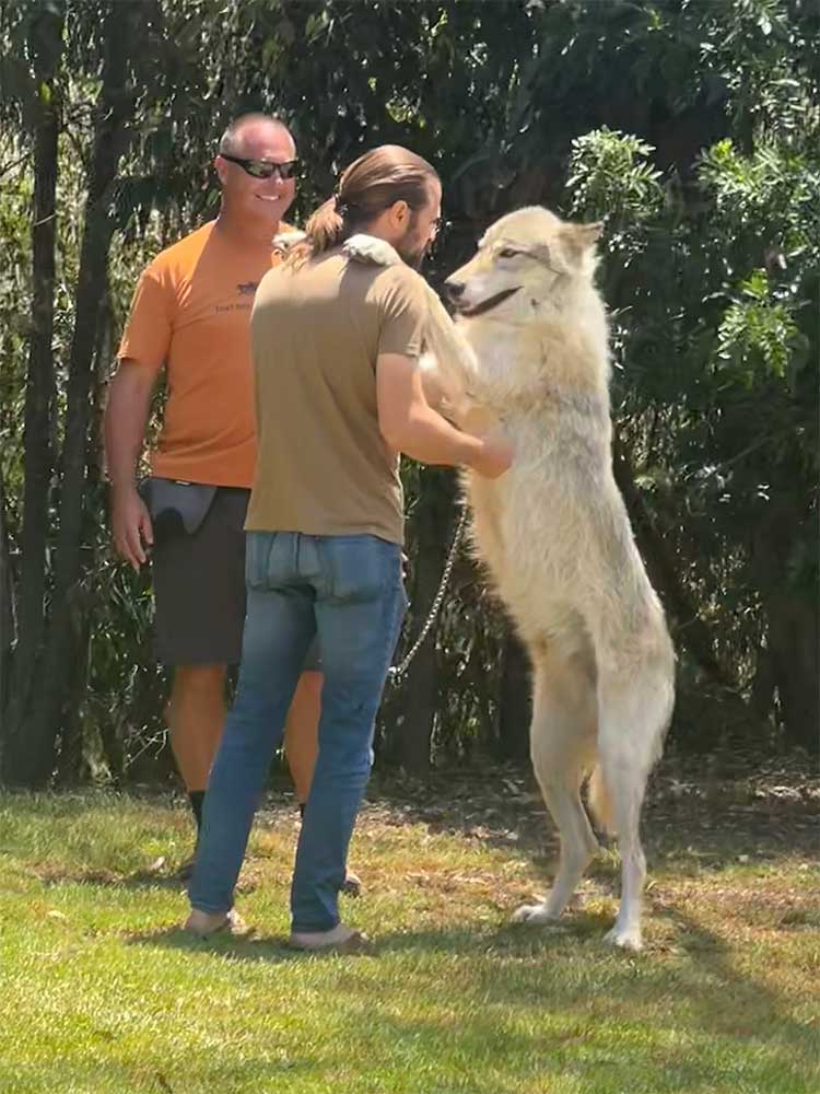Trainer and Erick employee at Sacred Journey Recovery addiction rehab facility engaged in wolf therapy.