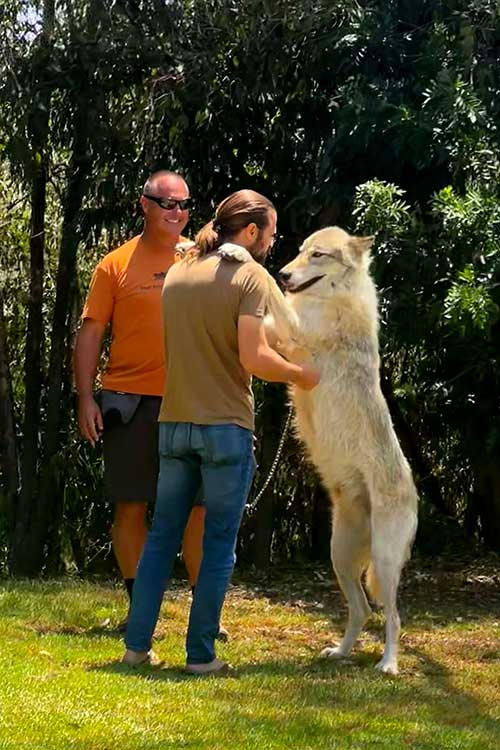 sj wolf therapy addiction recovery modalities 2a Wolf Therapy