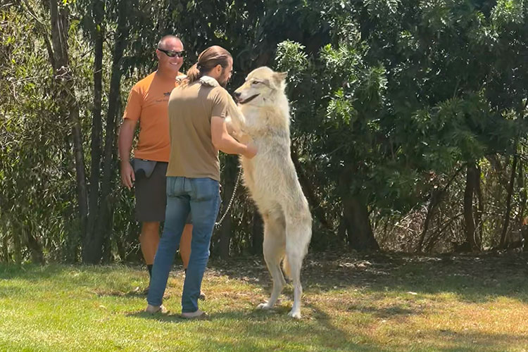 sj wolf therapy addiction recovery modalities 2b Wolf Therapy